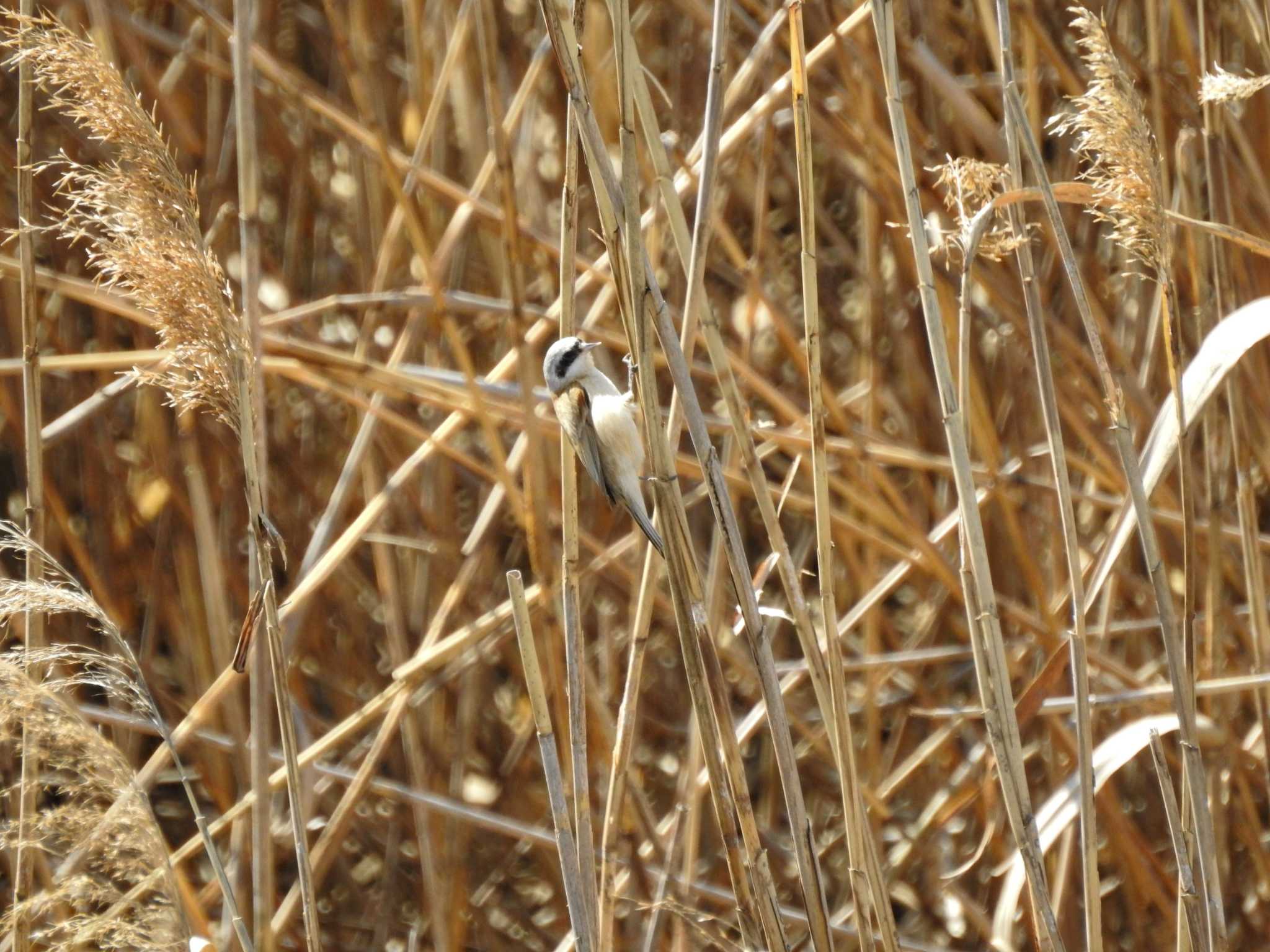 Photo of Chinese Penduline Tit at 三重県桑名市 by どらお