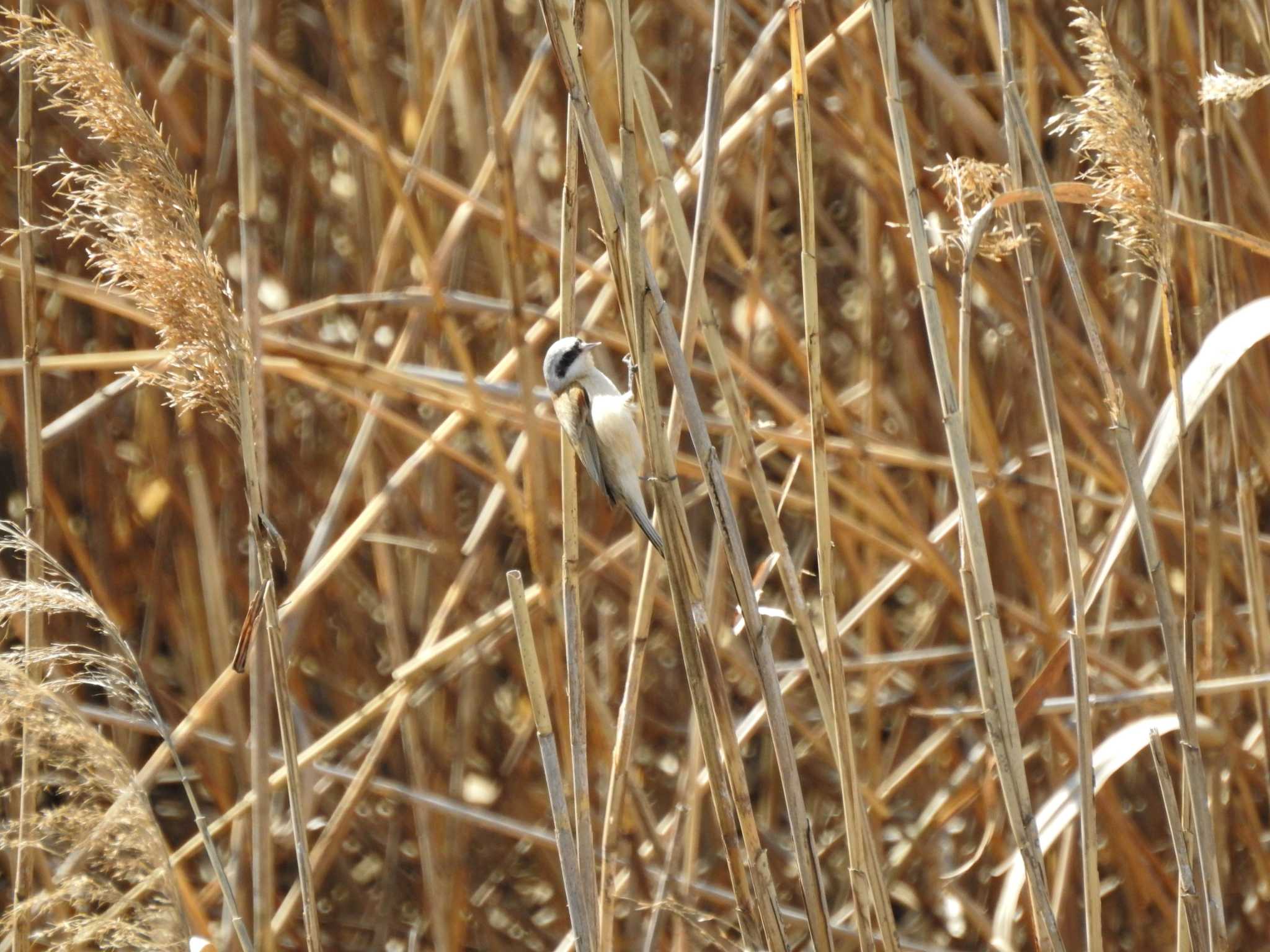 Chinese Penduline Tit