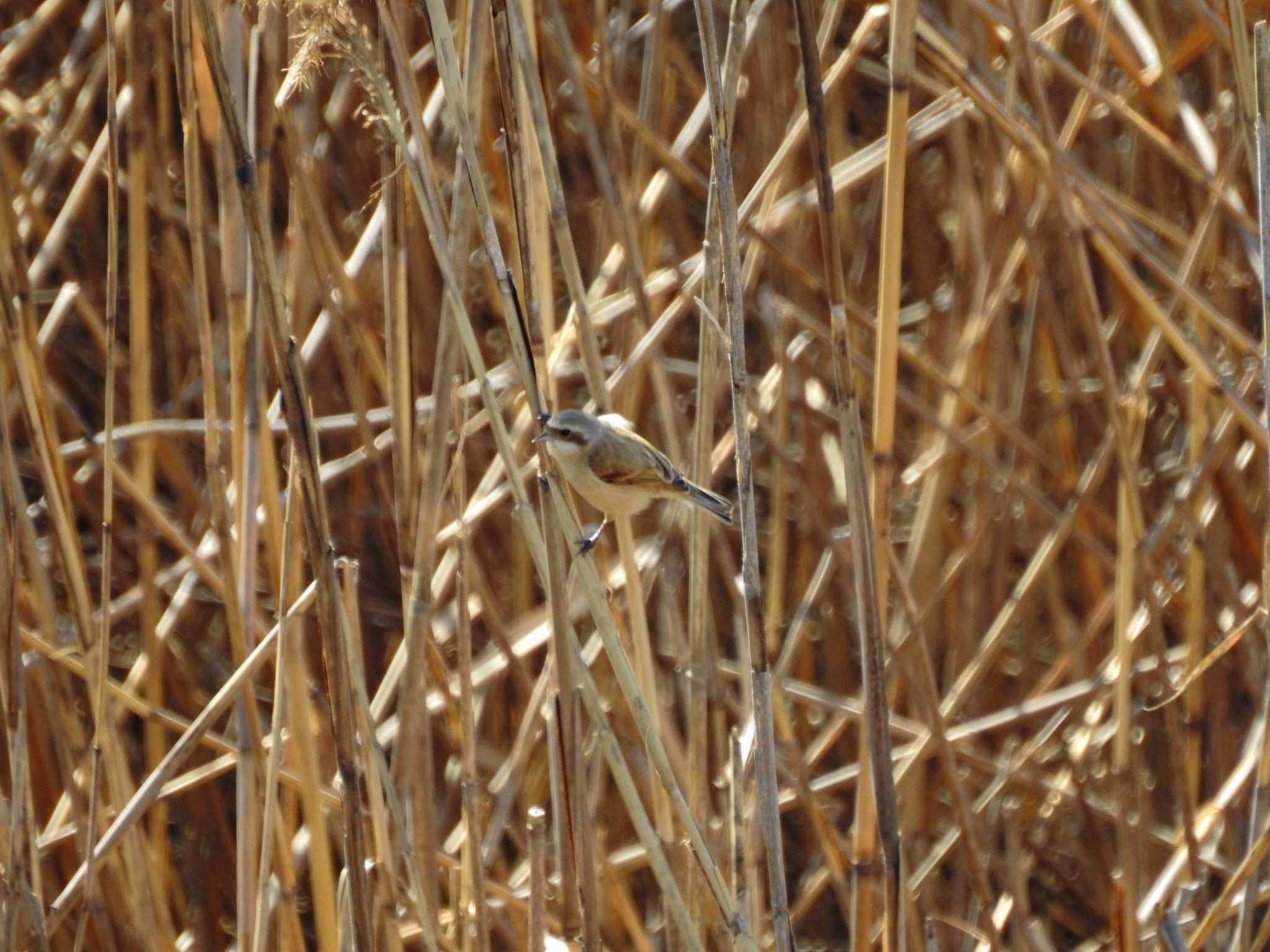 Chinese Penduline Tit