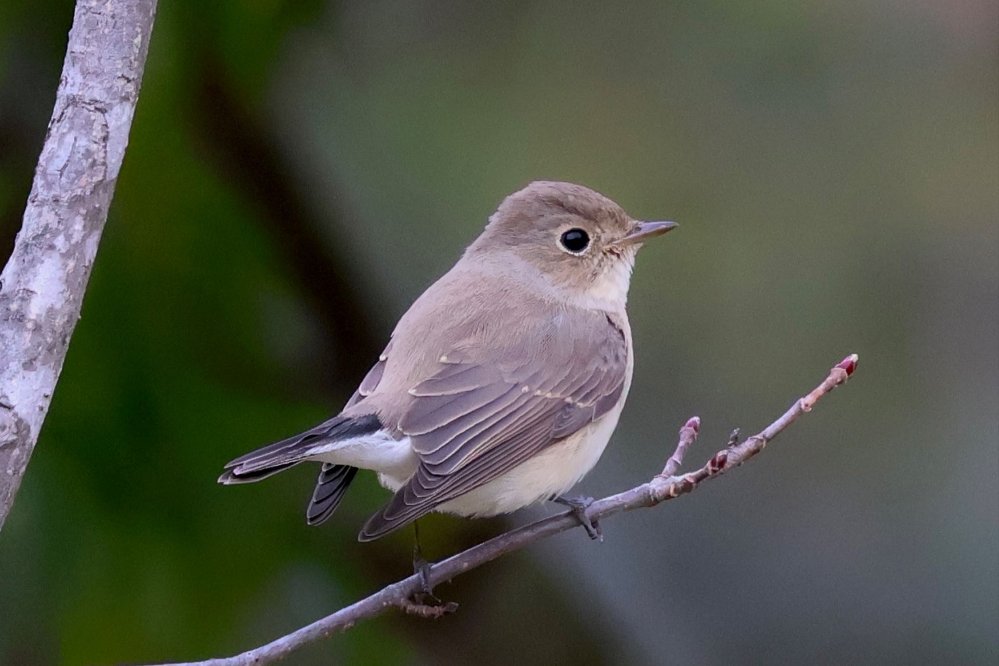 Red-breasted Flycatcher