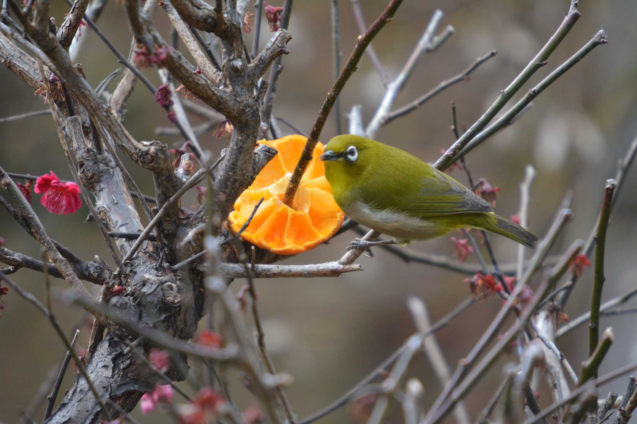 Photo of Warbling White-eye at 名古屋市内 by noel2023