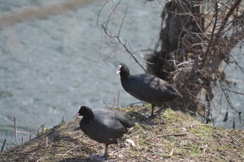 Eurasian Coot 清須市 Sat, 3/2/2024