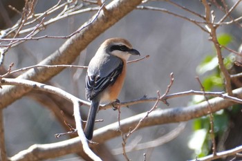 モズ 舞岡公園 2024年3月3日(日)