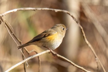 ルリビタキ 木瀬ダム(愛知県 豊田市) 2024年3月3日(日)