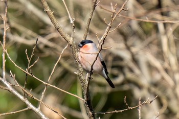 Eurasian Bullfinch 木瀬ダム(愛知県 豊田市) Sun, 3/3/2024