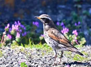 Dusky Thrush 近所の河川敷 Sun, 3/3/2024