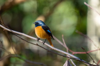 ジョウビタキ 京都府立植物園 2024年3月3日(日)