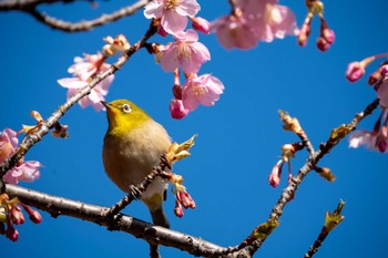 Warbling White-eye 京都府立植物園 Sun, 3/3/2024