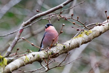 Eurasian Bullfinch Hayatogawa Forest Road Sat, 3/2/2024