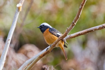 Daurian Redstart Hayatogawa Forest Road Sat, 3/2/2024