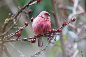 Siberian Long-tailed Rosefinch Hayatogawa Forest Road Sat, 3/2/2024