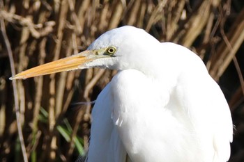 チュウダイサギ 山田池公園 2024年3月3日(日)