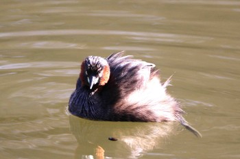 カイツブリ 山田池公園 2024年3月3日(日)