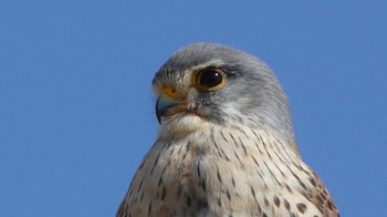 2024年3月3日(日) 平城宮跡の野鳥観察記録