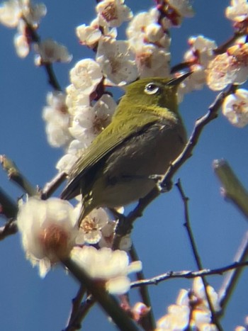 Warbling White-eye Koishikawa Botanic Garden Sun, 3/3/2024