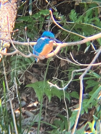 カワセミ 小石川植物園 2024年3月3日(日)