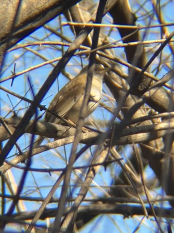 Pale Thrush Koishikawa Botanic Garden Sun, 3/3/2024