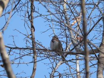 Rustic Bunting Komiya Park Sun, 3/3/2024