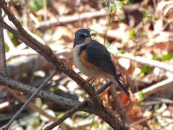 Red-flanked Bluetail Komiya Park Sun, 3/3/2024