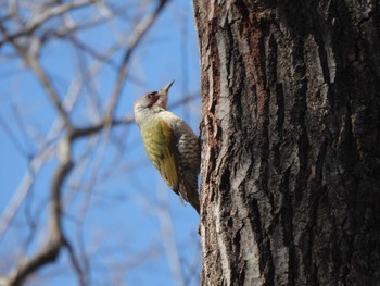 Japanese Green Woodpecker Komiya Park Sun, 3/3/2024