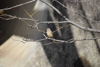 Daurian Redstart 勅使池(豊明市) Sun, 3/3/2024