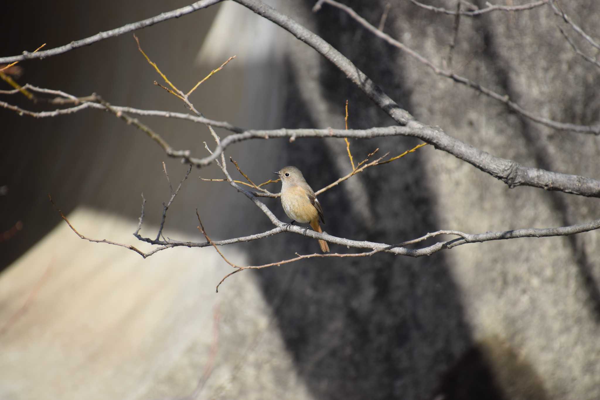 Photo of Daurian Redstart at 勅使池(豊明市) by 五穀祐奈