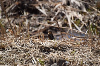 Eurasian Wryneck 勅使池(豊明市) Sun, 3/3/2024