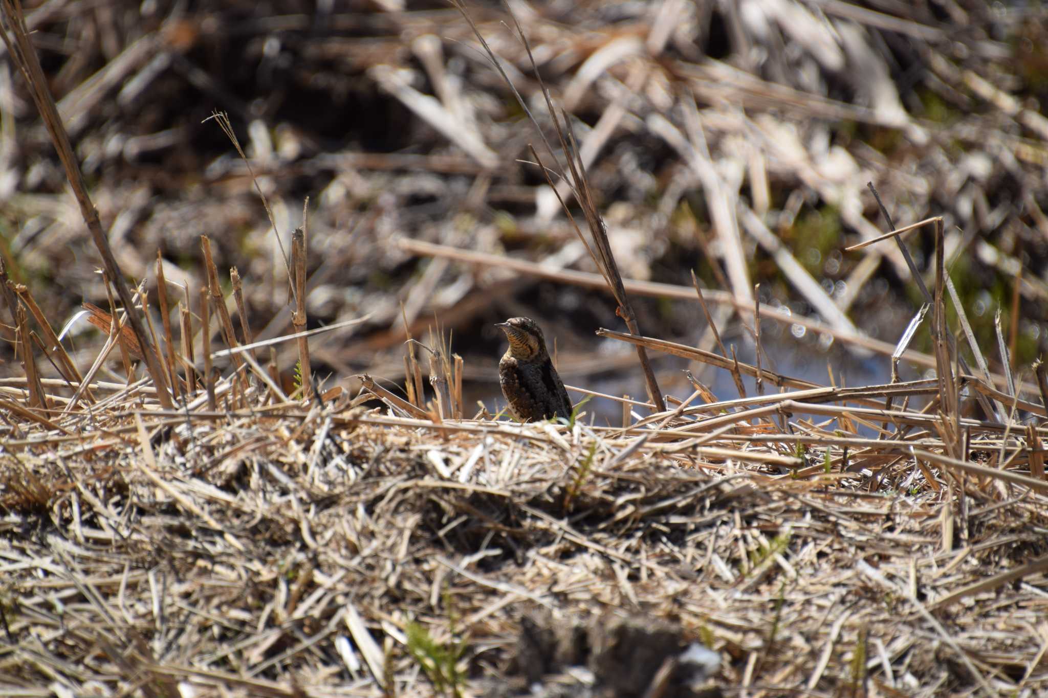 Photo of Eurasian Wryneck at 勅使池(豊明市) by 五穀祐奈