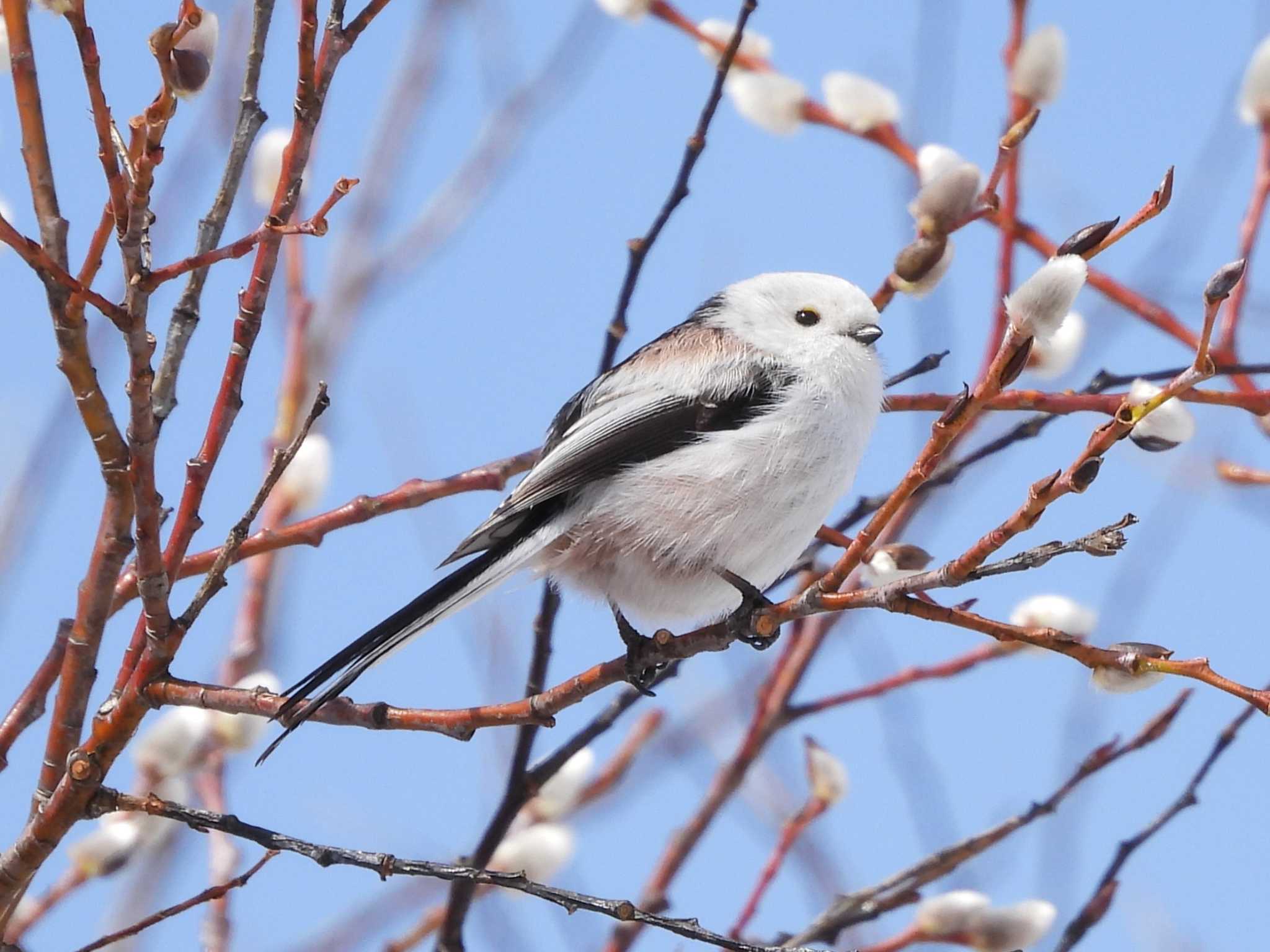 Photo of Long-tailed tit(japonicus) at Makomanai Park by ゴト