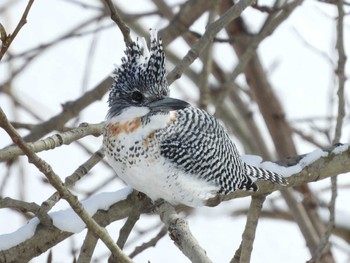 Crested Kingfisher Makomanai Park Sun, 3/3/2024