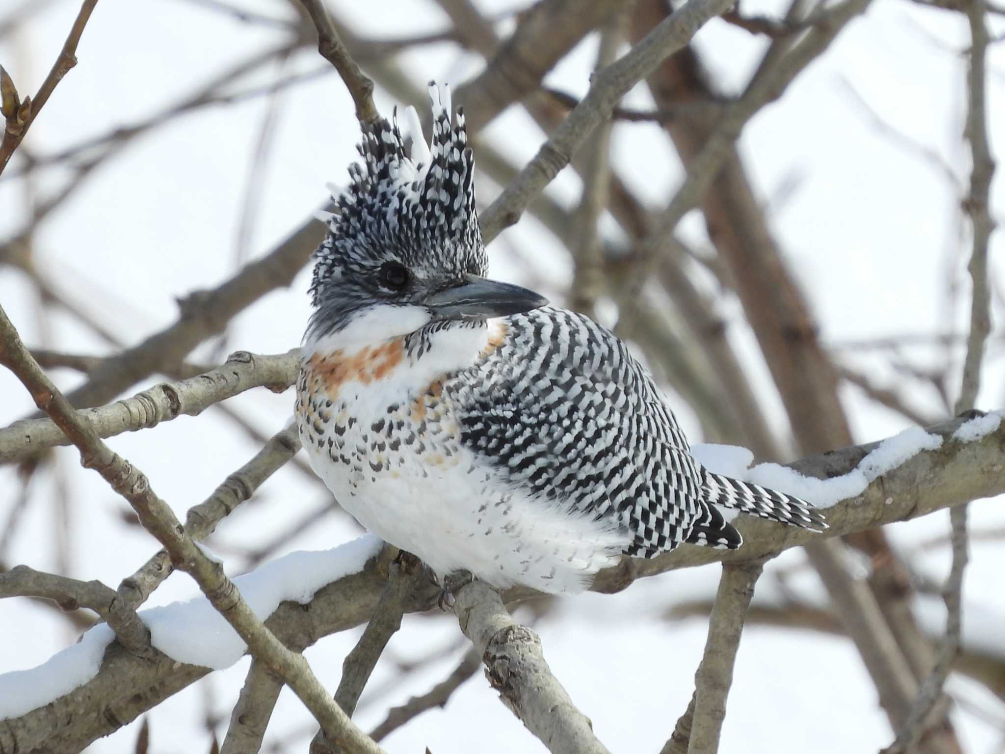 Crested Kingfisher