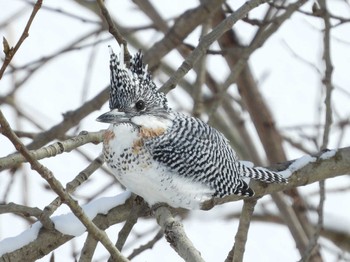 Crested Kingfisher Makomanai Park Sun, 3/3/2024