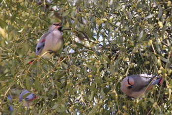 Japanese Waxwing 大室公園 Sun, 3/3/2024