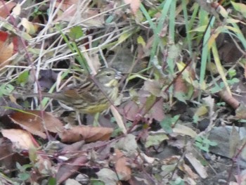 2018年12月2日(日) 恩田川(高瀬橋付近)の野鳥観察記録