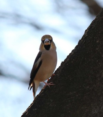 Hawfinch 大室公園 Sun, 3/3/2024