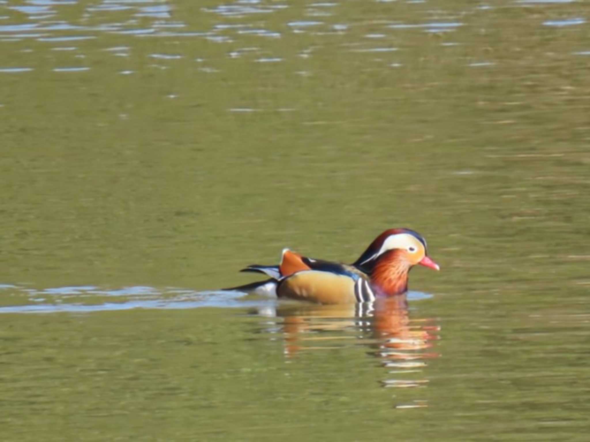 Photo of Mandarin Duck at 錦織公園 by れもん