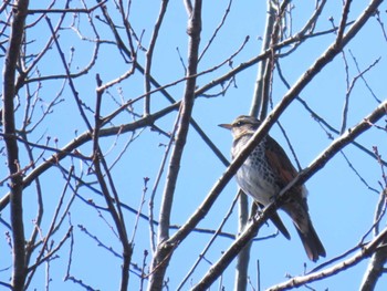 2024年3月3日(日) 錦織公園の野鳥観察記録