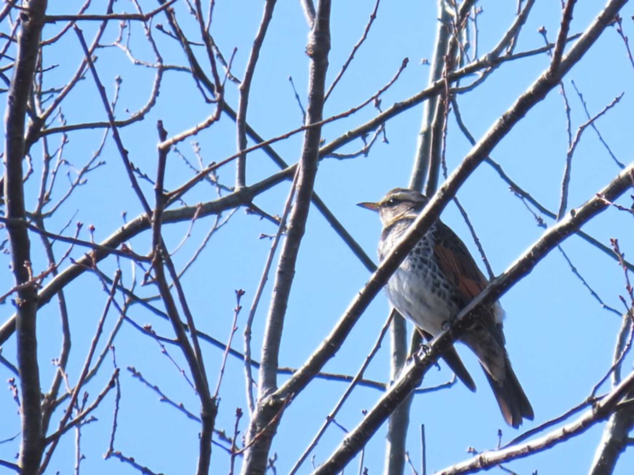 Photo of Dusky Thrush at 錦織公園 by れもん