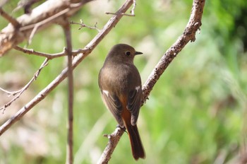 2024年3月3日(日) 芝川第一調節池(芝川貯水池)の野鳥観察記録