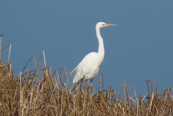 チュウサギ 芝川第一調節池(芝川貯水池) 2024年3月3日(日)