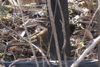 Brown-headed Thrush(orii) 芝川第一調節池(芝川貯水池) Sun, 3/3/2024