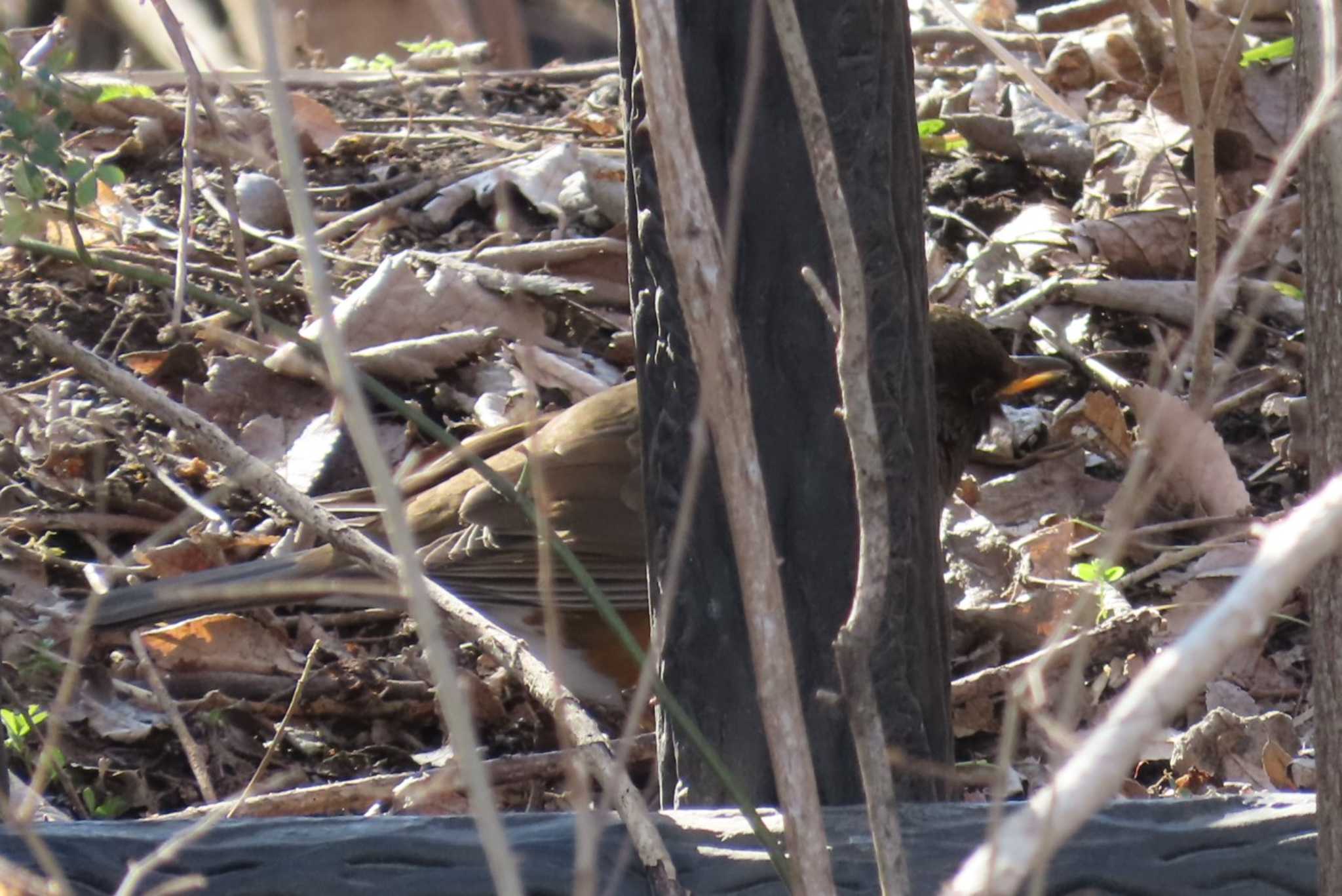 Photo of Brown-headed Thrush(orii) at 芝川第一調節池(芝川貯水池) by ほおじろうず