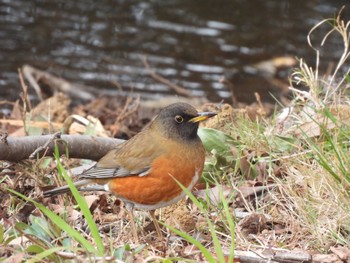 Brown-headed Thrush(orii) Kasai Rinkai Park Sat, 3/2/2024