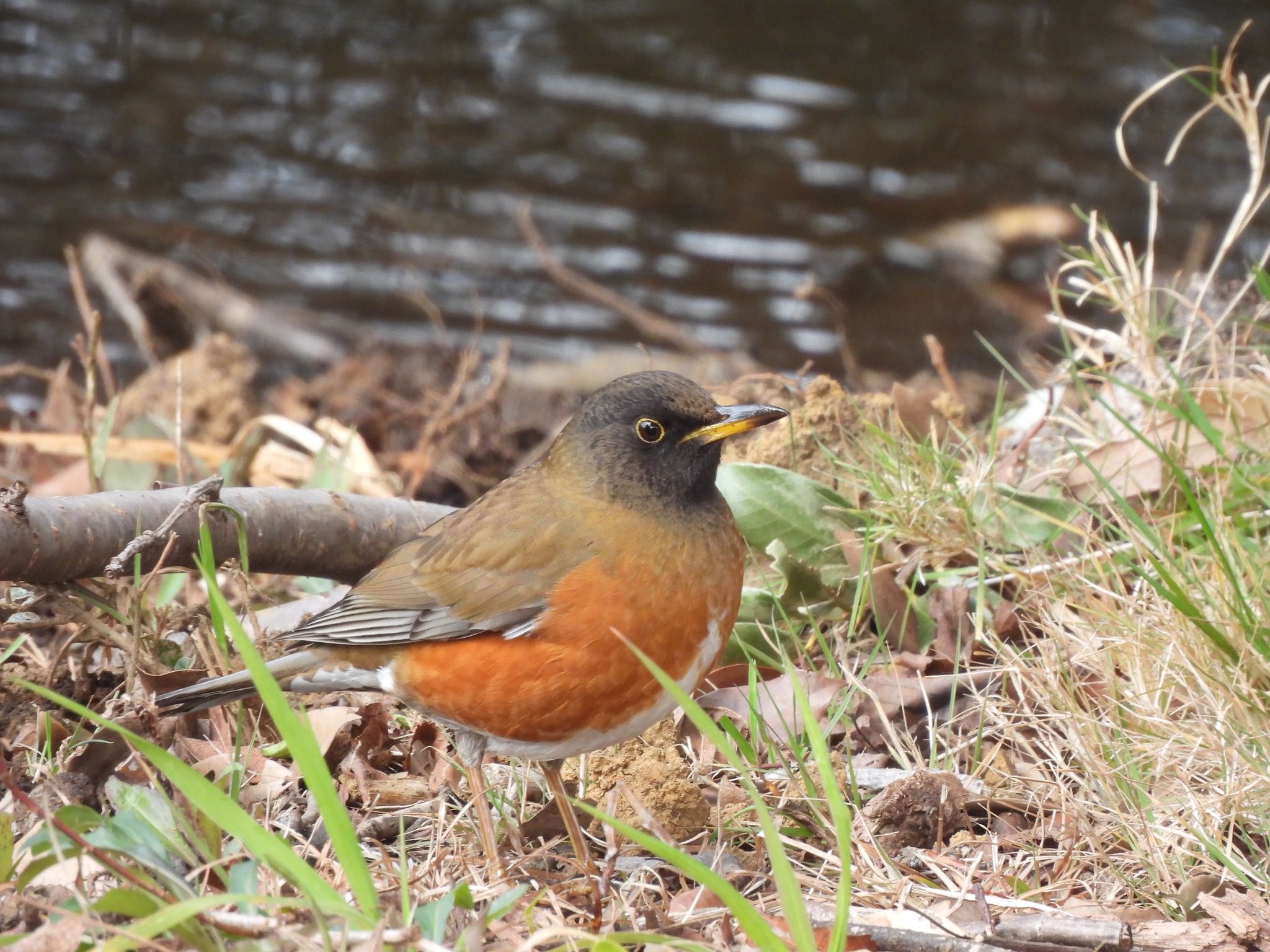 Photo of Brown-headed Thrush(orii) at Kasai Rinkai Park by amy