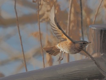 ハチジョウツグミ 三重県 2024年3月2日(土)