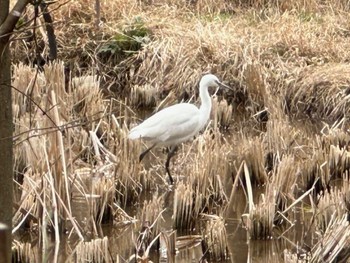 コサギ 舞岡公園 2024年3月2日(土)