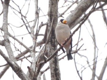 Japanese Grosbeak 長池公園 Sat, 3/2/2024