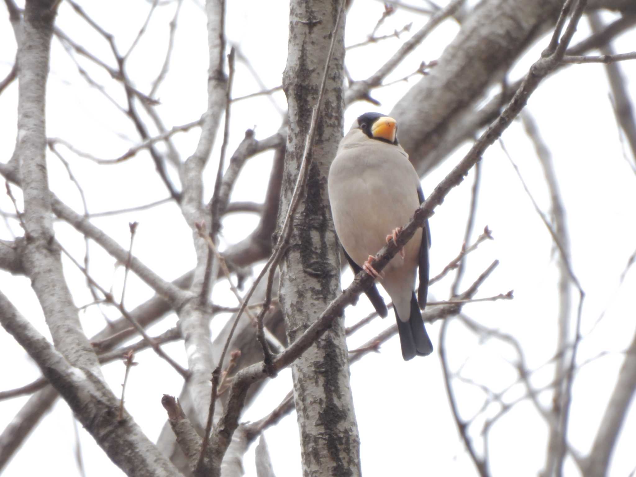 Photo of Japanese Grosbeak at 長池公園 by piyock