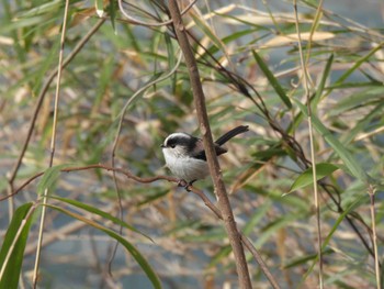 Long-tailed Tit 長池公園 Sat, 3/2/2024