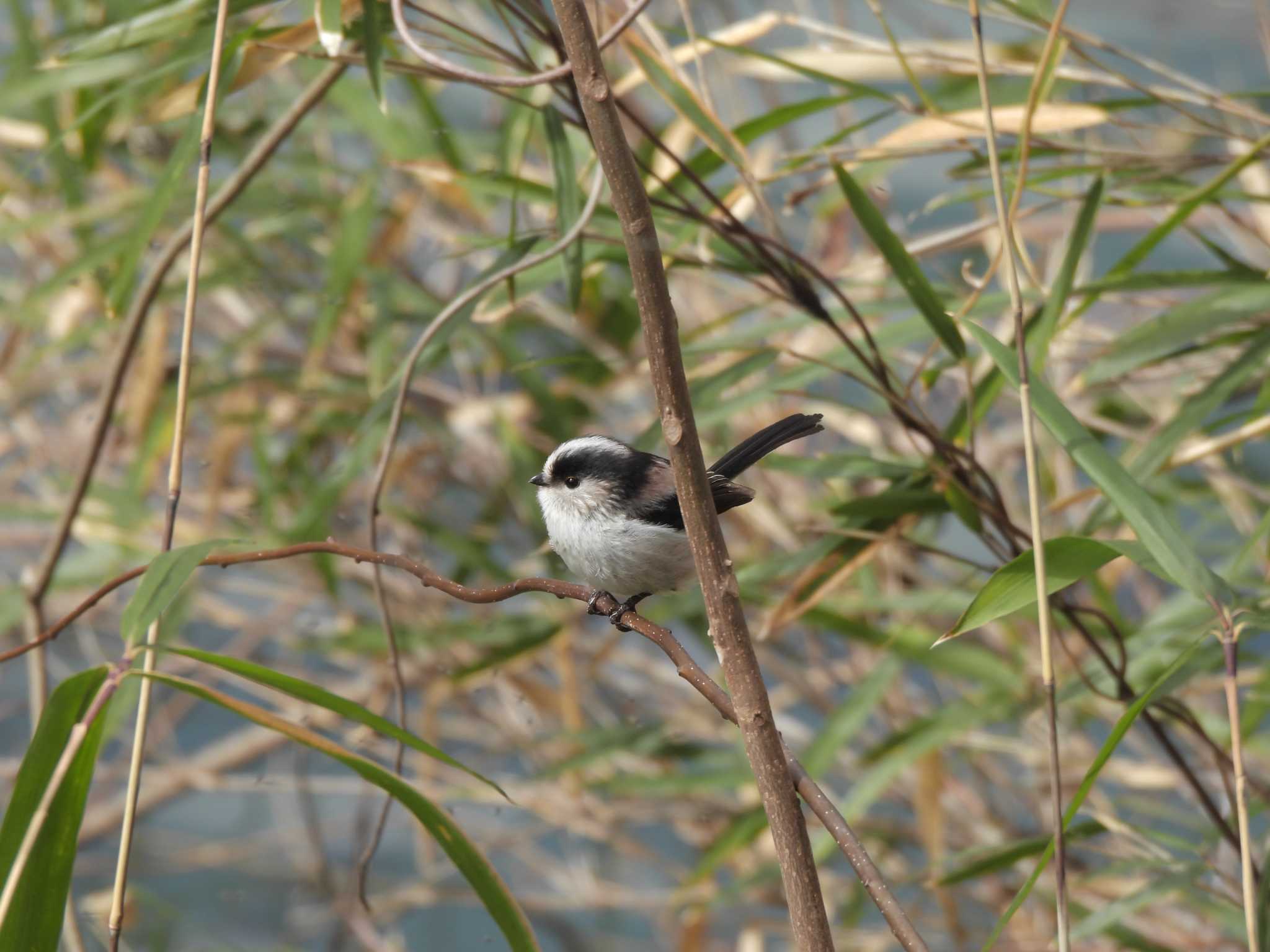 Long-tailed Tit